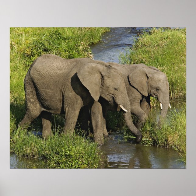 Poster Paire d'éléphants d'Afrique Masai Mara (Devant)