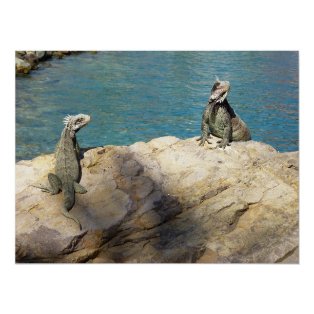 Poster Paire d'iguanes Photographie de faune tropicale (Devant)