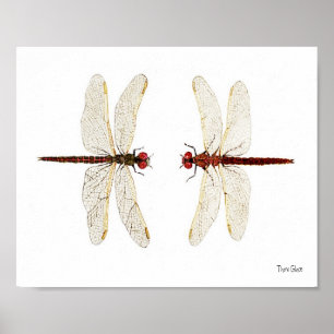 Poster Paires jointes de l'aquarelle variée AR de