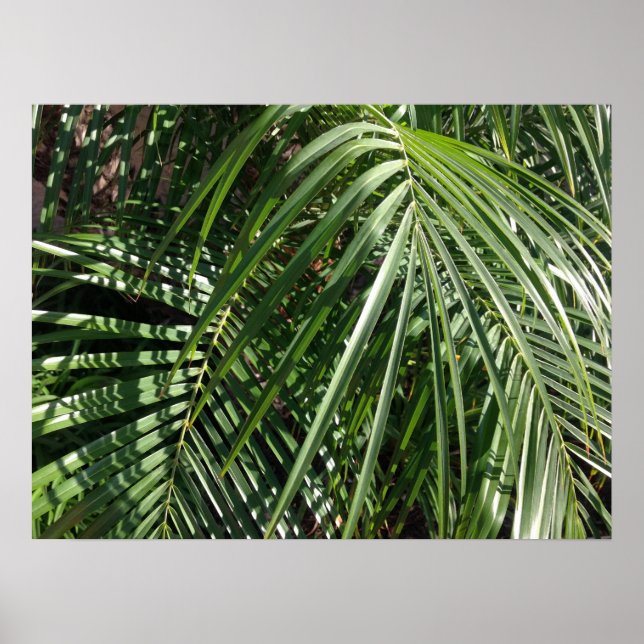 Poster Palm Fronds Beaux Art Photographie de la nature (Devant)