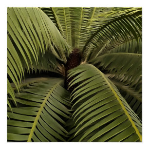 Poster Palm Tropical Art Botanique Dioon Spinulosum