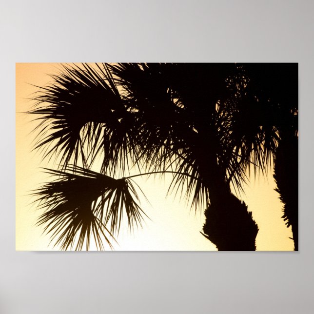 Poster Palmetto, lever du soleil, Floride (Devant)