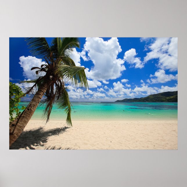 Poster Palmier (Devant)