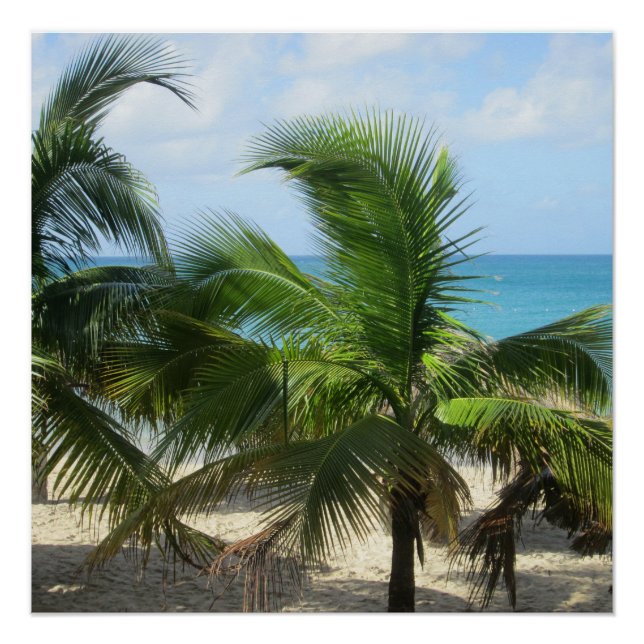 Poster Palmiers tropicaux (Devant)