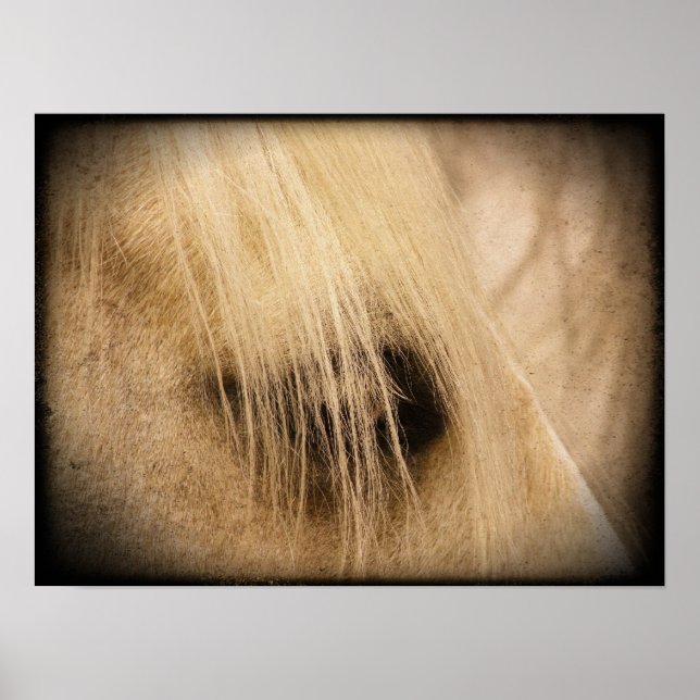 Poster Palomino Horse Face Grunge (Devant)