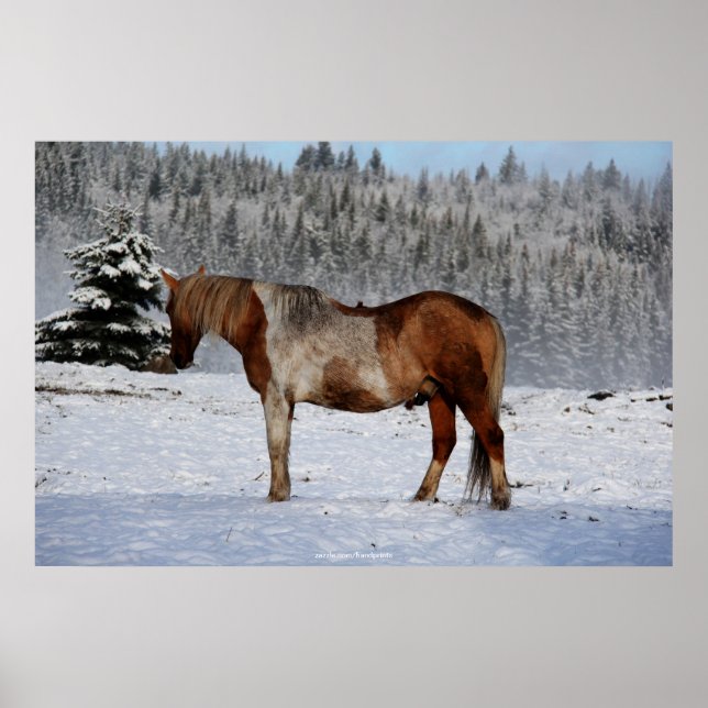 Poster Palomino Paint Horse et équine de neige Photo (Devant)