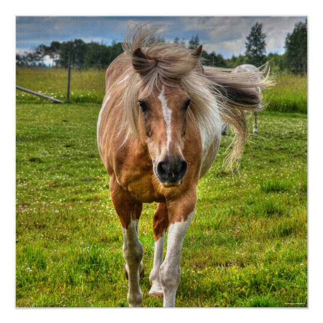 Poster Palomino Paint Horse & Field Photo (Devant)
