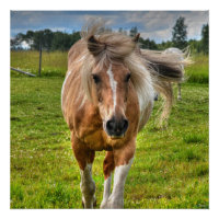 Palomino Paint Horse & Field Photo