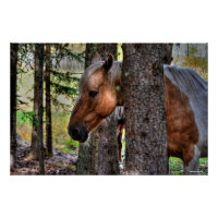 Palomino Peinture Stallion & Forêt Equine Photo