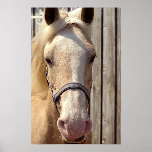 Poster Palomino Pony (Devant)
