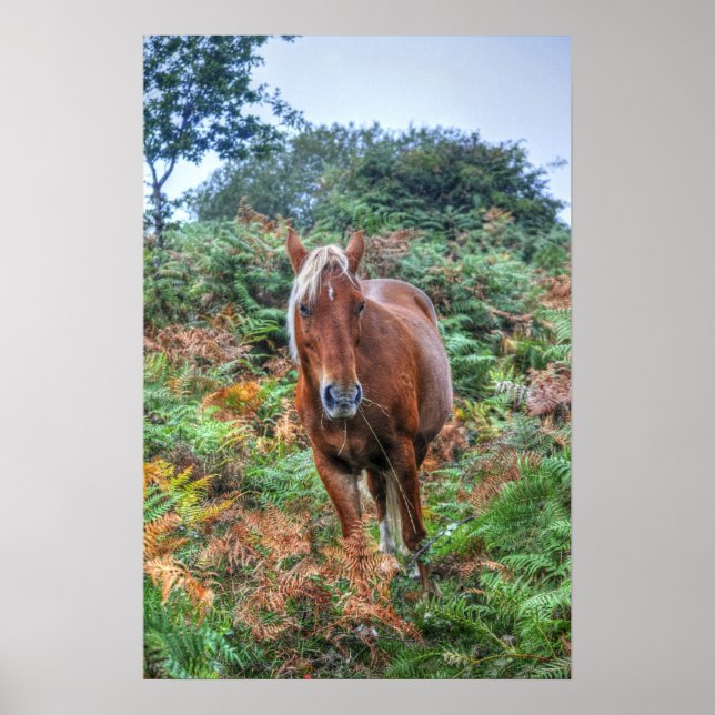 Poster Palomino Rare New Forest Pony & Bracken - Angleter (Devant)