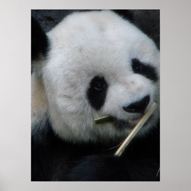 Poster Panda (Devant)