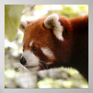 Poster Panda