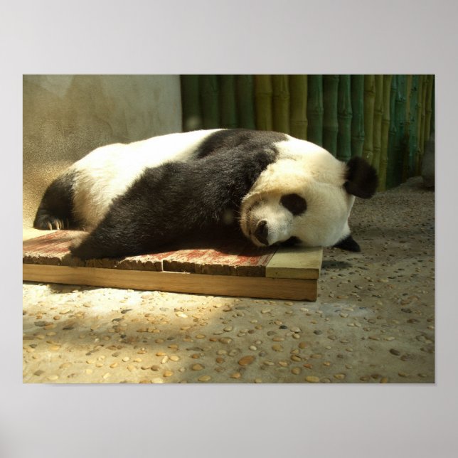 Poster Panda dormant (Devant)
