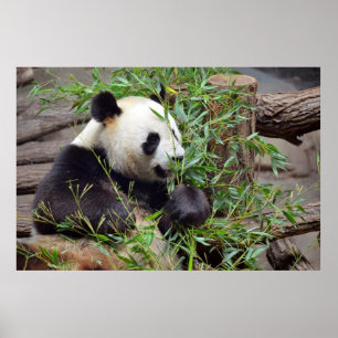 Poster Panda géant mangeant du bambou