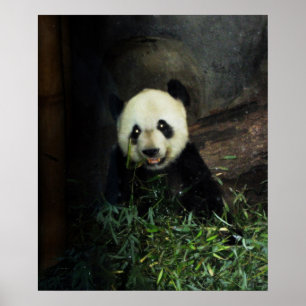 Poster Panda / Imprimer