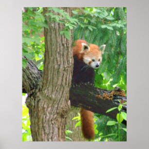 Poster Panda rouge
