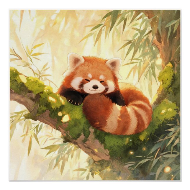 Poster Panda roux (Devant)
