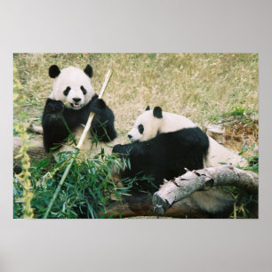 Poster Pandas (3)