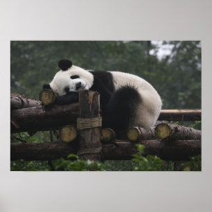 Poster Pandas géants au centre de protection des pandas g