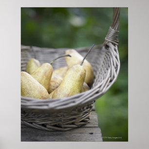 Poster Panier de poires fraîchement cueillies.
