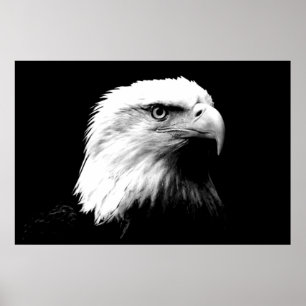 Poster Panoramique de l'aigle américain Imprimer