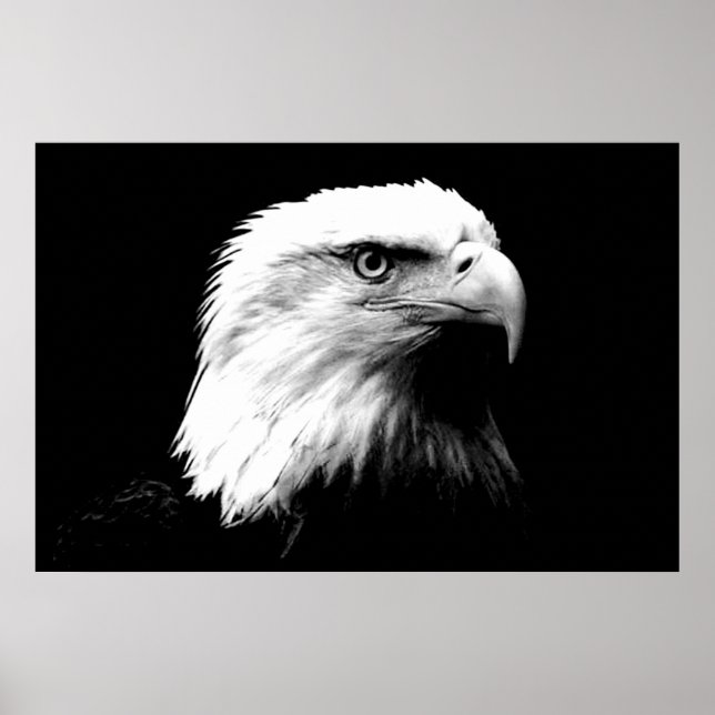 Poster Panoramique de l'aigle américain Imprimer (Devant)