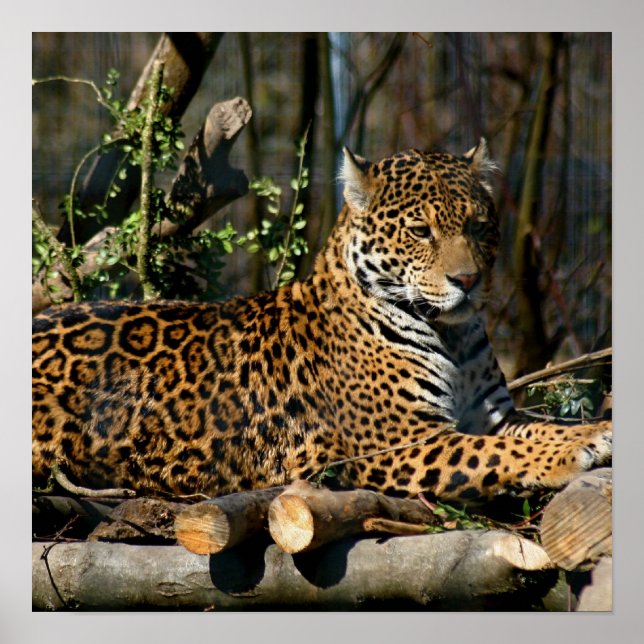 Poster Panthera Jaguar (Devant)