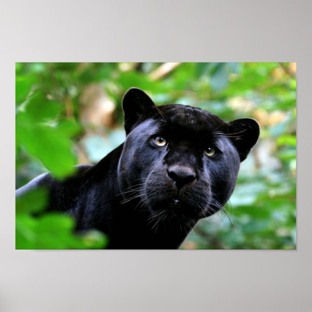 Poster Panthère noire (Devant)