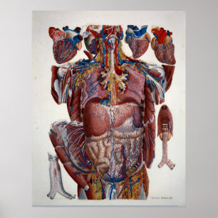 Poster Paolo Mascagni Illustration of Human Viscera