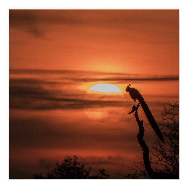 Poster Paon au lever du soleil (Devant)