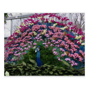 Poster Paon Orchidée