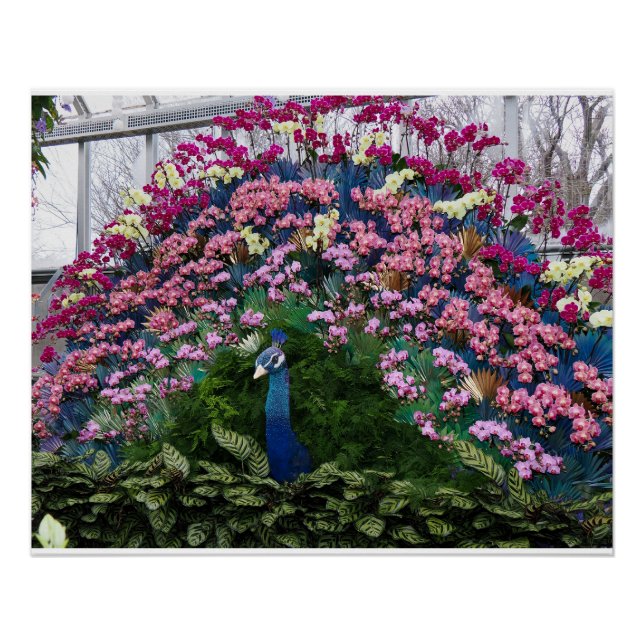 Poster Paon Orchidée (Devant)