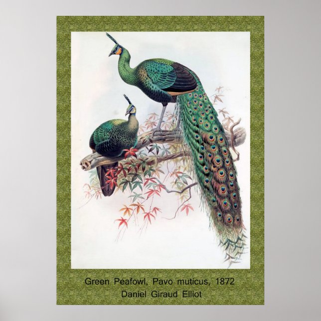 Poster Paon vert, Pavo muticus, 1872 monographie de Pha (Devant)