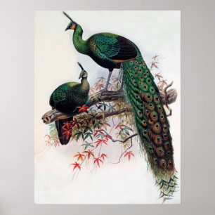 Poster Paon vert, Pavo muticus, 1872 monographie de Pha