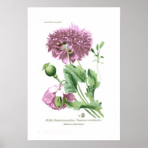 Poster Papaver somniferum (oeillette)