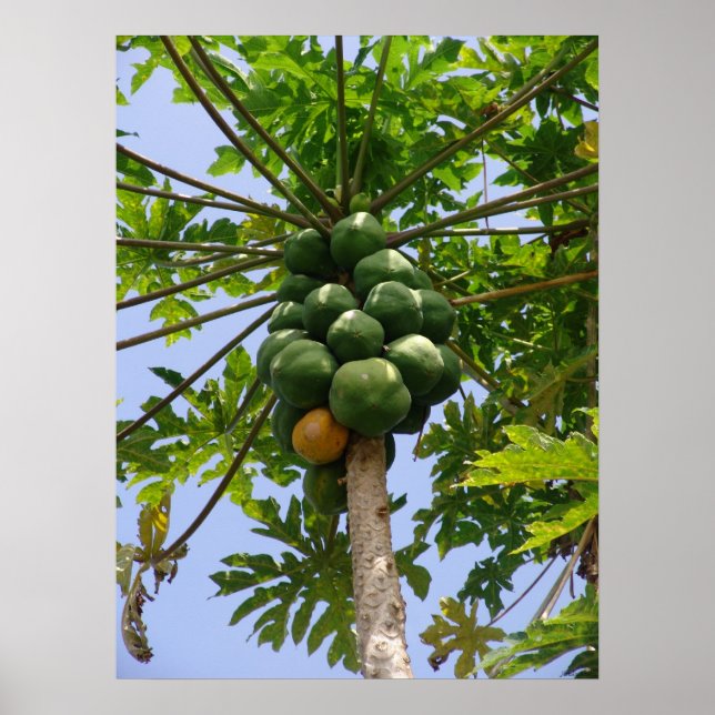 Poster Papaya Tree (Devant)