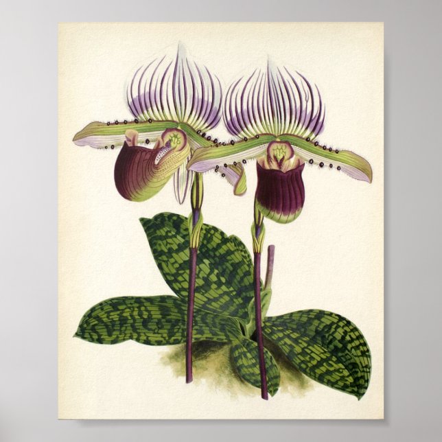 Poster Paphiopedilum lawrenceanum (Devant)