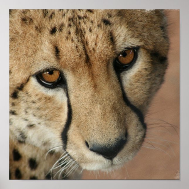 Poster Papier Cheetah (Devant)