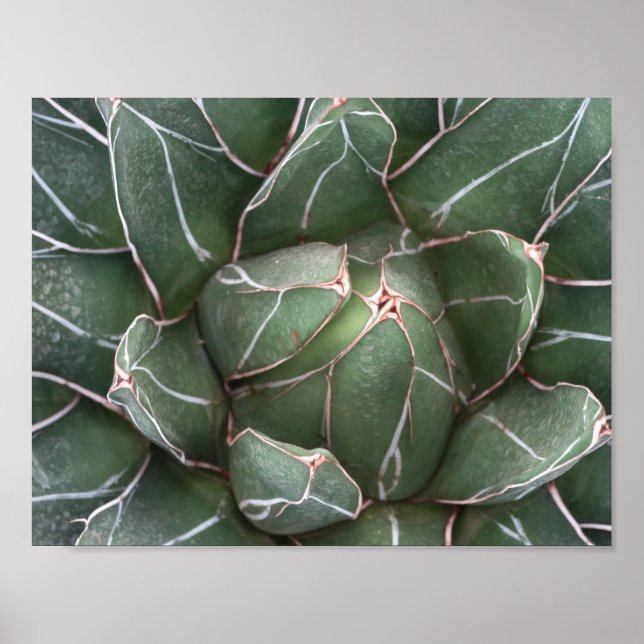 Poster Papier d'affiche de valeur Plante Succulent (Matte (Devant)