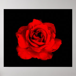 Poster Papier rose rouge