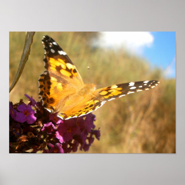Poster Papillon. (Devant)