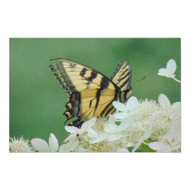 Poster Papillon (Devant)