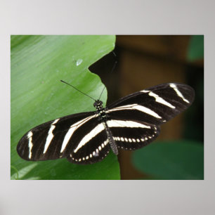 Poster Papillon à aile longue Zebra