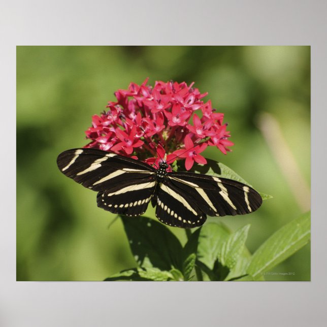 Poster Papillon à ailes longues Zebra, Heliconius (Devant)