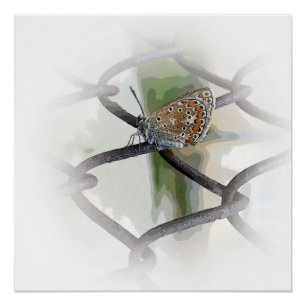 Poster papillon à la clôture