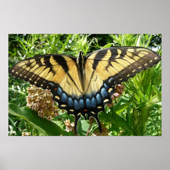 Poster Papillon à queue d'aronde II à Shenandoah (Devant)