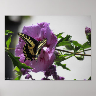Poster - Papillon à queue noire