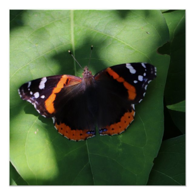 Poster Papillon Amiral Rouge sur Feuilles Vertes  (Devant)