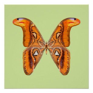 Poster Papillon Atlas Aile Dorée